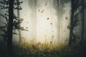 Leaves falling in mysterious autumn forest with fog