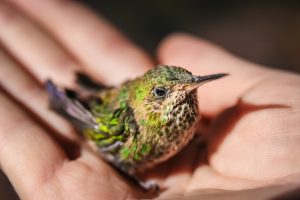 Little green hummingbird