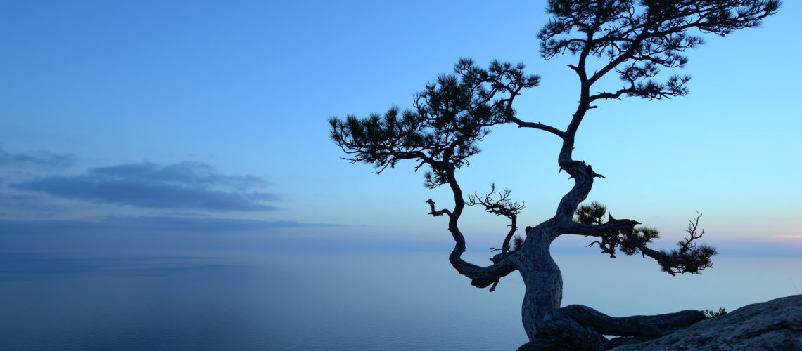 Alone tree on the edge of the cliff